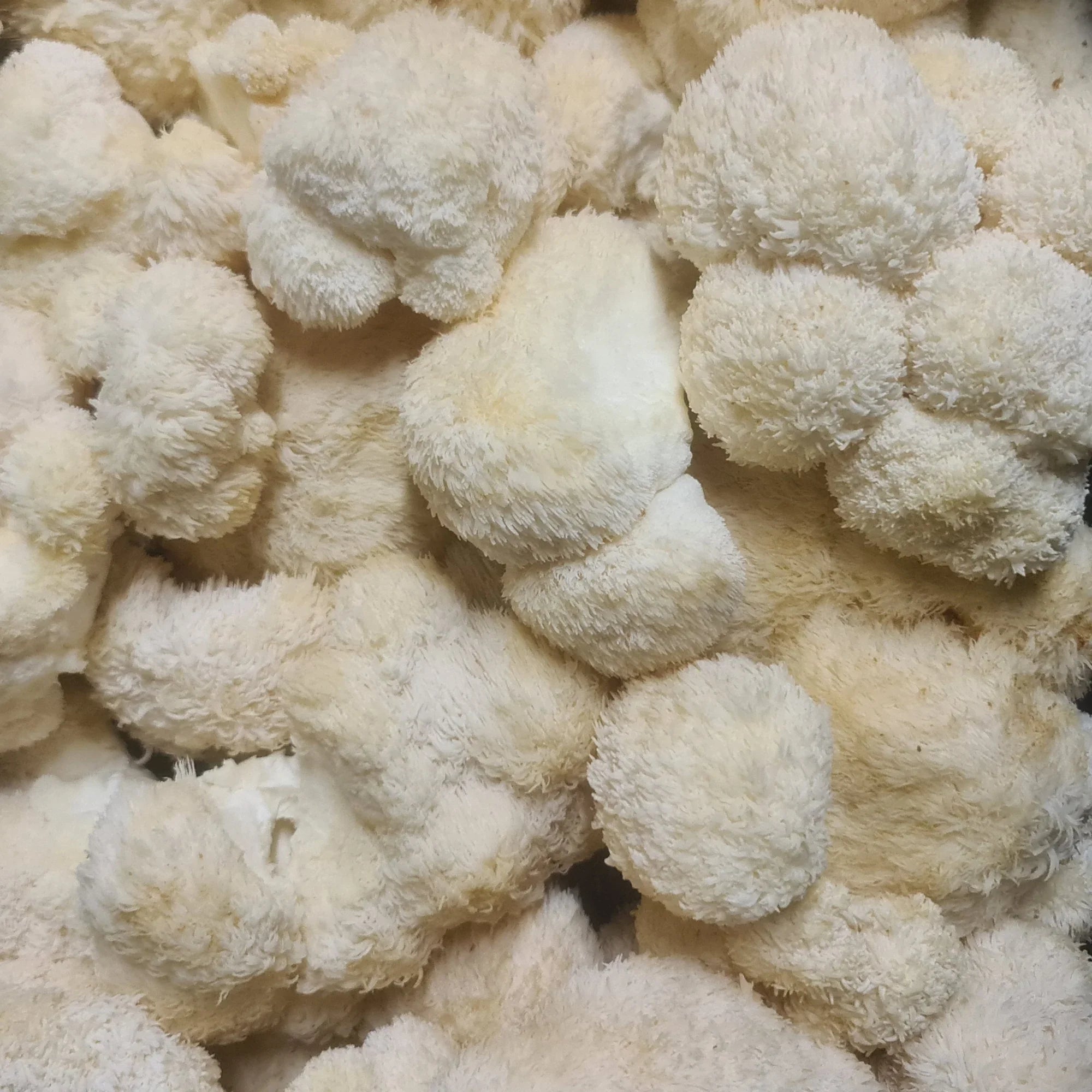 What Actually Is Lion’s Mane, and Why Is It in Your Drink?