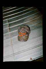 COG Cap